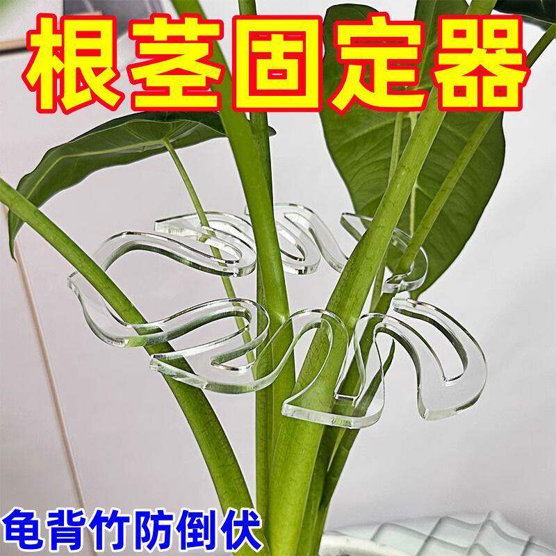 龟背竹支撑杆防倒伏植物支架