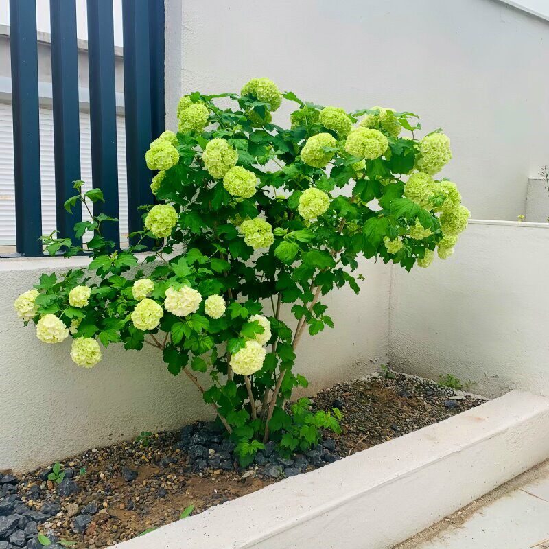 欧洲木绣球大苗带花阳台庭院可地栽观G赏花卉盆栽树苗耐寒耐热植
