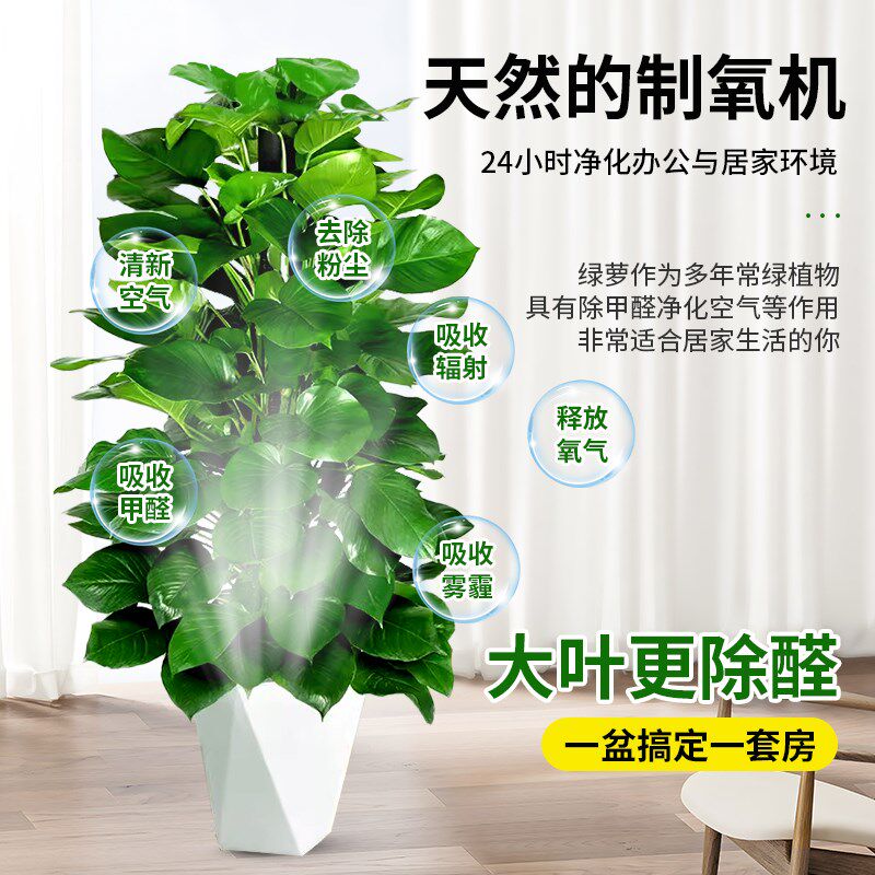 大叶绿萝柱盆栽客厅o大型绿植带盆新家入住除甲醛净化空气好养绿