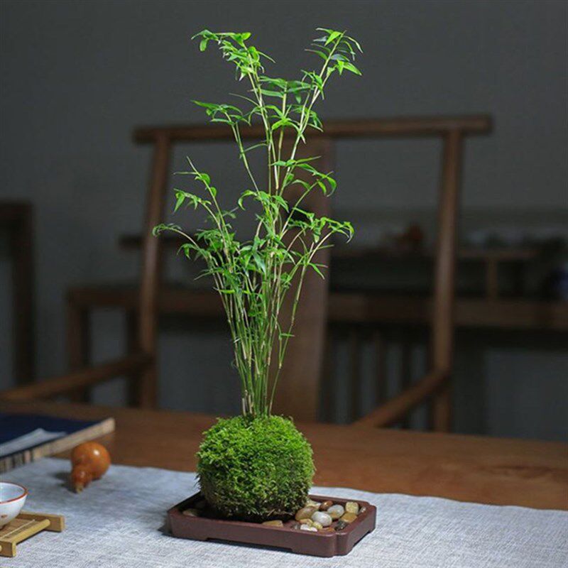 苔藓球植物米竹红观音竹金明竹水培盆景客厅N室内桌面观赏竹子盆