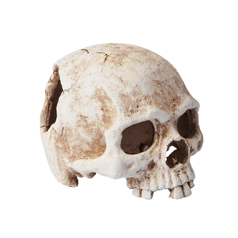 爬宠骷髅头骨躲避洞窝蜥蜴蛇守宫爬虫箱乌龟鱼缸水族W造景装饰用