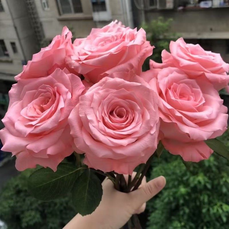 戴安娜月季玫瑰苗切花四r季粉色多头淡香庭院阳台盆栽花卉大花月,鲜花速递/花卉仿真/绿植园艺,月季/蔷薇/玫瑰,淘宝优惠券,粉丝福利购,淘宝优惠卷