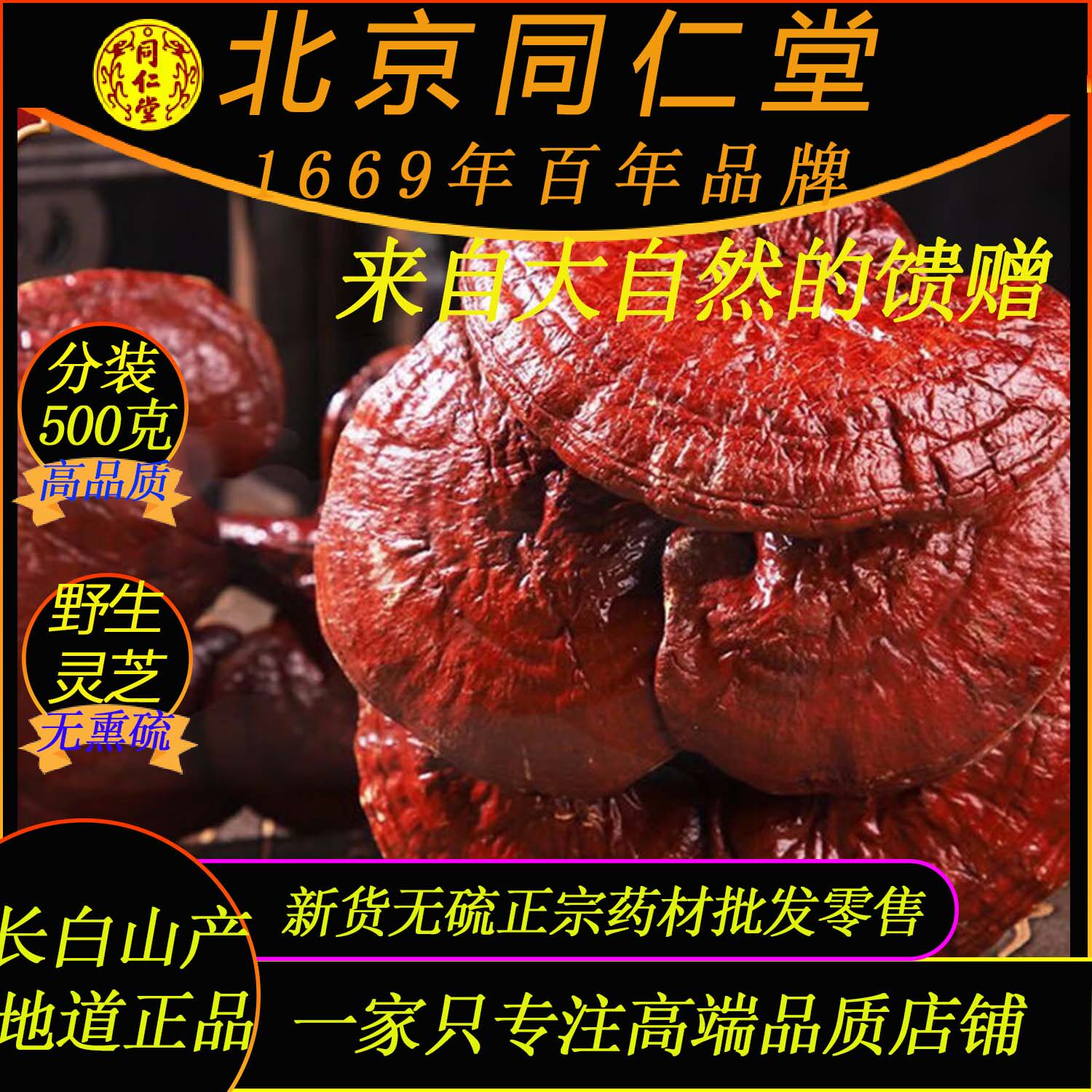 野生整株灵芝500克北京同仁堂中药材金边灵芝泡茶泡酒炖汤干灵芝