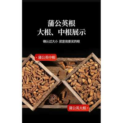 蒲公英茶炒熟纯根茶长白山蒲公英散结茶500g婆婆丁茶泡水中