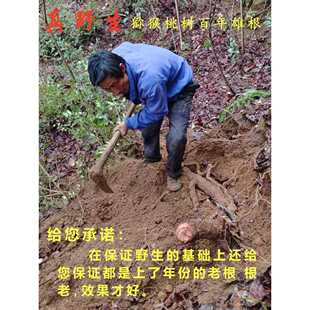 婺源真野三十年雄猕猴桃根藤梨根洋桃根，刀口药石苇