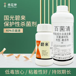 正品国光碧来40%百菌清农用批发杀菌剂农药大全黄瓜霜霉病专用药