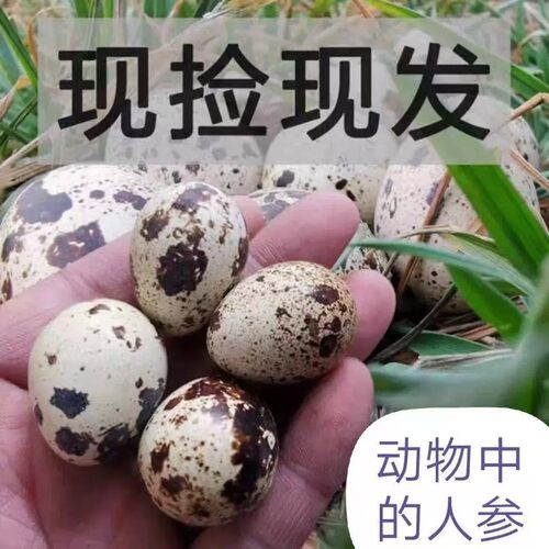 鹌鹑蛋新鲜大个农家绿色杂粮喂养42枚84枚孕妇营养宝宝辅食蛋整箱