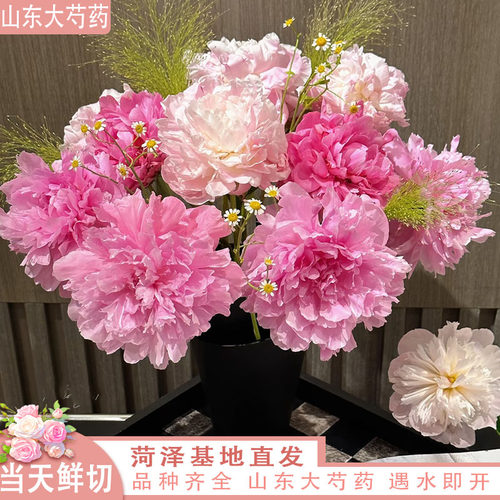 【限时抢购】山东重瓣芍药鲜花水养插花牡丹鲜切花束菏泽基地直发