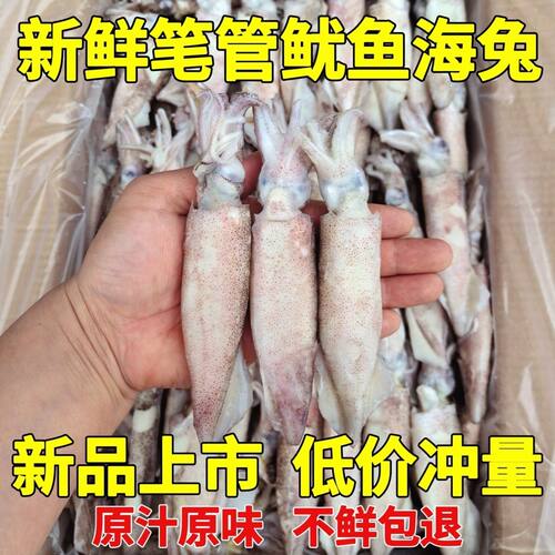 新鲜籽乌海兔笔管鱼小鱿鱼仔鲜活冷冻墨鱼八爪鱼乌贼无冰海鲜水产