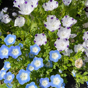 喜林草种子80粒 室内阳台盆栽种籽 室外春秋季播种好养活花卉种子