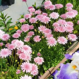 粉色蒲公英种子200粒 观赏地播抗晒室外春播庭院室外盆栽花卉种子