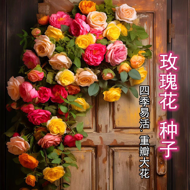 玫瑰花种子四季开花易活花种籽子室内盆栽室内外庭院绿植鲜花种子