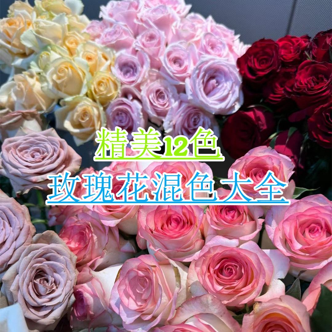 玫瑰花种子易活花种籽子绿植物四季开花鲜花种子室内盆栽室外庭院