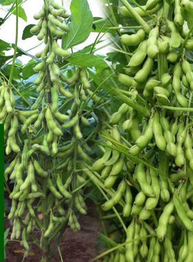 毛豆种子早熟黄豆毛豆种籽高产菜毛豆籽特大青四季晚熟蔬菜种子孑