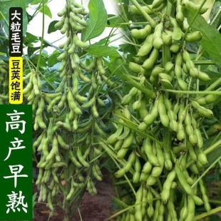 毛豆种子早熟黄豆毛豆种籽高产菜毛豆籽特大青四季晚熟蔬菜种子孑