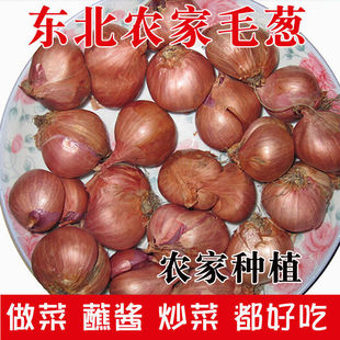 东北毛葱新鲜 黑龙江农村本地葱头农家圆葱正宗土特产新鲜包邮