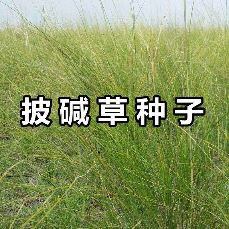 披碱草种子护坡固土草籽抗风沙耐旱耐盐碱耐寒多年生四季牧草种籽