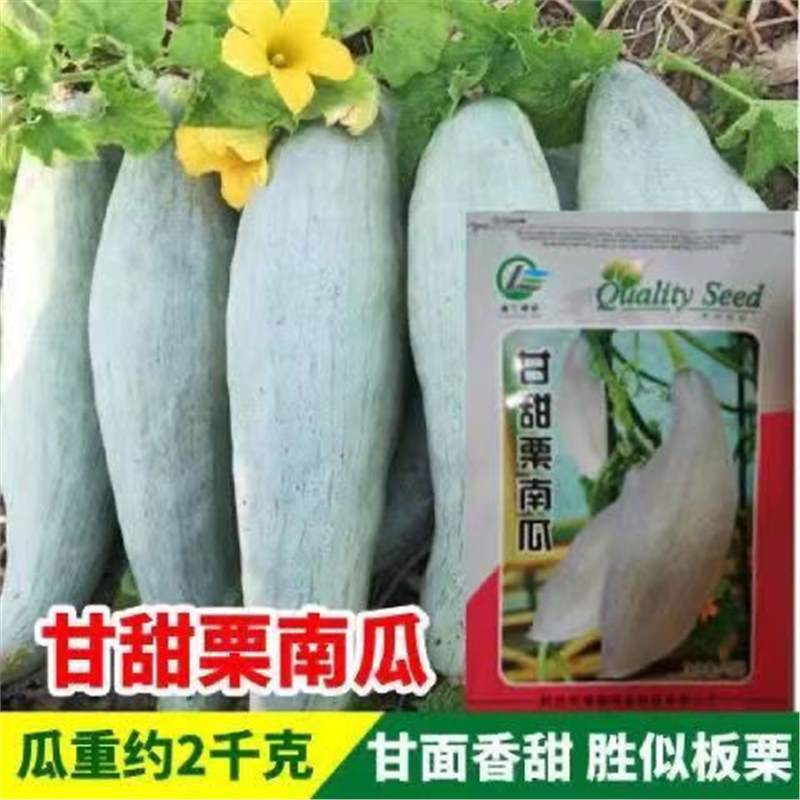 正宗甘甜栗南瓜种子南瓜种子金丝蛋黄东北丑窝瓜冰糖南瓜种子