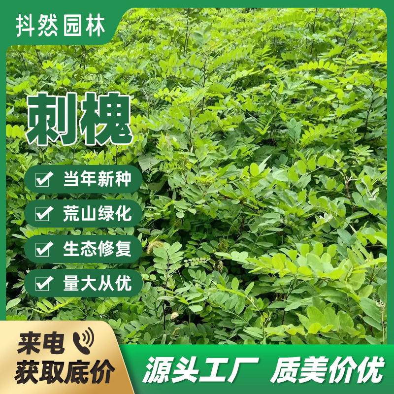 新采刺槐种子灌木草籽护坡绿化林木种子规格齐全包发芽优国产