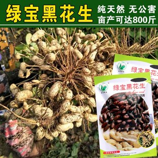 绿宝黑花生种子带壳生吃水果花生做种子云南普洱原味甜老品种花生