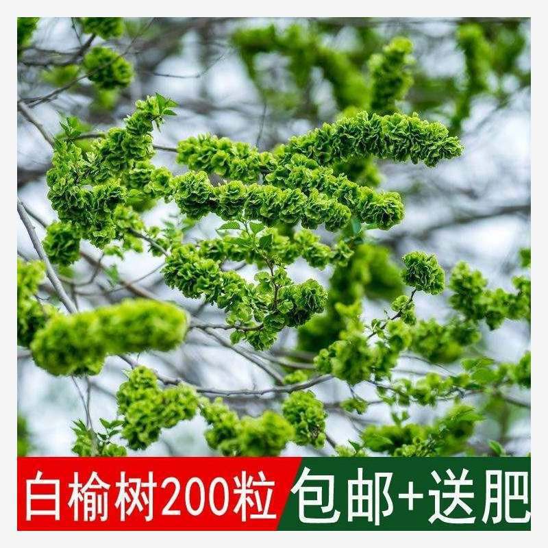 林木种子 榆树种子 白榆种子 家榆 榆钱树种子 金叶榆 榔榆种子