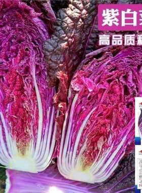 紫色大白菜种子 特色蔬菜 夏秋季快菜黄心白菜小青菜籽秋种白菜