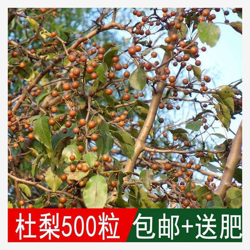 出售新采林木树种子 杜梨种子 杜梨树棠梨土梨海棠梨野梨子种子