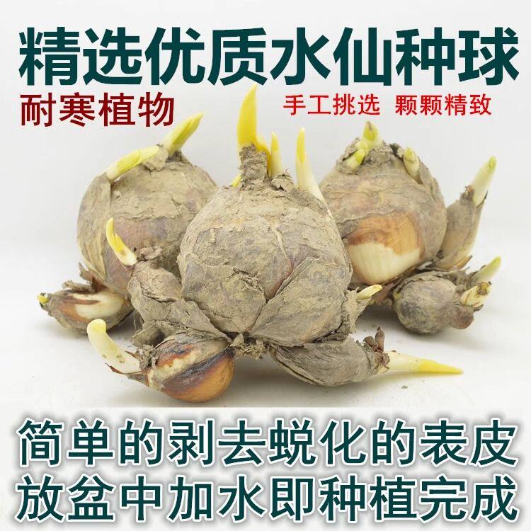 漳水中式复瓣玉玲珑水仙花种球花卉植物种子爆花之王热销热卖推荐