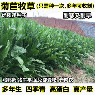 将军菊苣种子大叶菊苣草种子多年生四季牧草猪牛羊鸡鸭鹅鱼草种籽