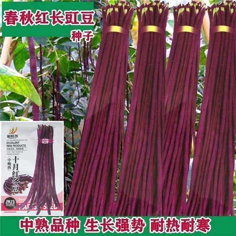 高产耐热耐寒春秋红长豇豆种子十月红豆角缸豆春季蔬菜种孑四季豆