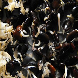 金刚黑豆种子千斤豆黄豆种子早黄豆种子特大高产大豆种籽