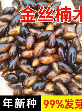 正宗金丝楠木树苗种子四川小叶楠细叶金丝楠桢楠2024年新采种子籽