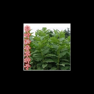 串叶松香草种子牧草多年生猪牛羊鹅食用华夏中华神菊教授菊种籽