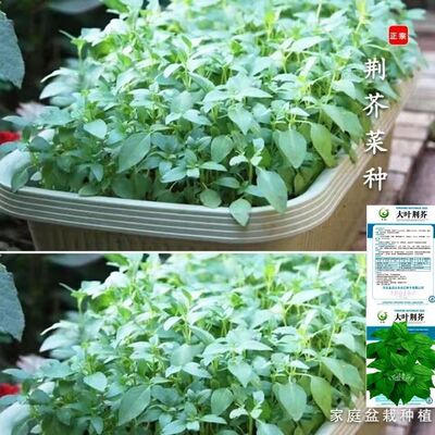 荆芥菜种籽河南大叶荆芥种子荆芥苗菜籽蔬菜种子四季播荆菜青菜