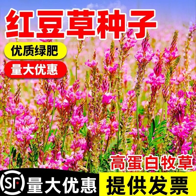 红豆草种子果园绿肥种籽耐寒耐旱耐盐碱景观花卉多年生四季牧草种