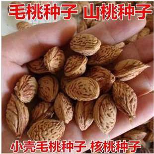 新采毛桃种子毛桃树 毛桃核 大桃桃子山桃 核桃树种 杏树种子