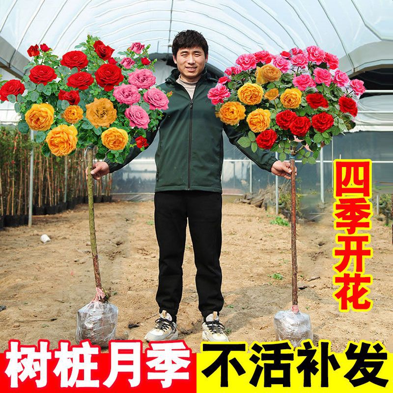 棒棒糖树桩月季花苗特大花朵花卉植物庭院四季开玫瑰带花树状月季