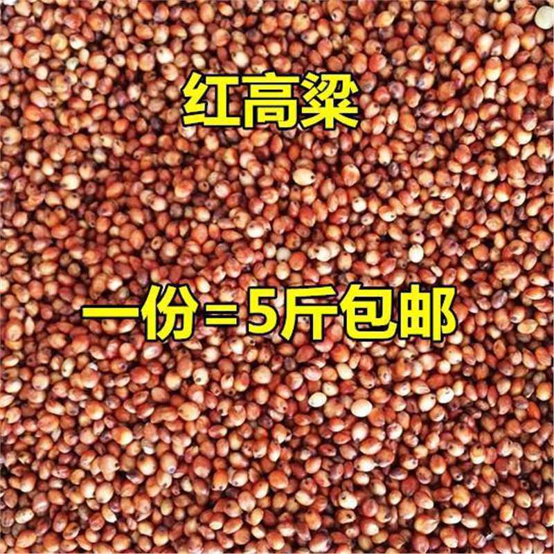 新货东北红高粱去壳带皮高粱糯高花卉林木种子/种苗/