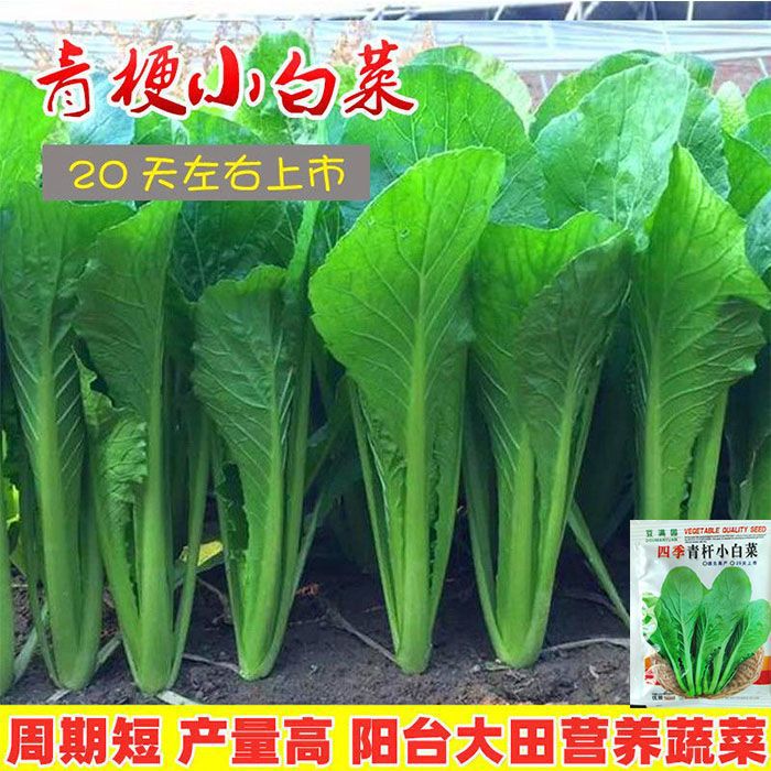 四季小白菜种子青梗小白菜籽春秋阳台速生奶油白菜小青菜蔬菜种籽