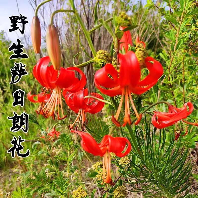 山丹丹花种球卷丹百合苗百合种根家庭园艺种子
