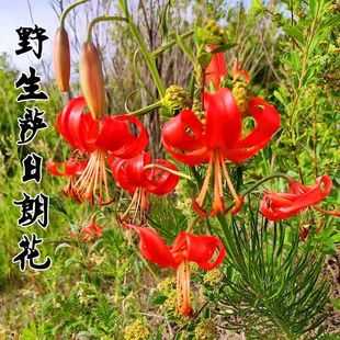 山丹丹花种球卷丹百合苗百合种根耐寒稀有山百合萨日朗庭院阳台