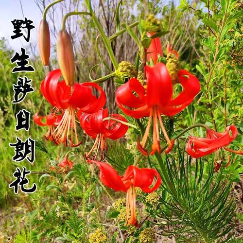 山丹丹花种球卷丹百合苗百合种根耐寒稀有山百合萨日朗庭院阳台