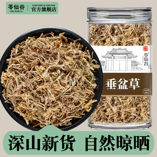 垂盆草中药材新鲜干货500g新货泡水深山垂盆草的功效锤盆草狗牙草