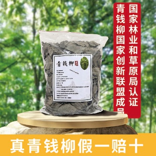 青钱柳官方旗舰店柳叶茶青钱柳茶柳叶新鲜自己喝一斤清金钱柳茶