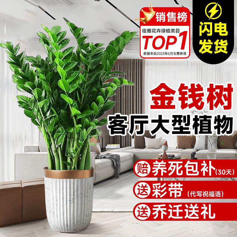 金钱树盆栽客厅大花盆旺宅树办公室内大型好养绿植物乔迁摇钱串子