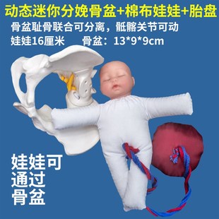 分娩示教骨盆模型含娃娃模型 动态骨盆耻骨联合骶髂关节可分离