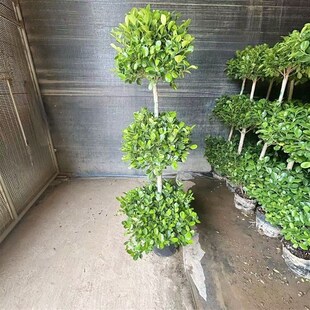 火山榕盆栽金钱榕植物户外暴晒大型绿植四季常青庭院盆景开业大吉