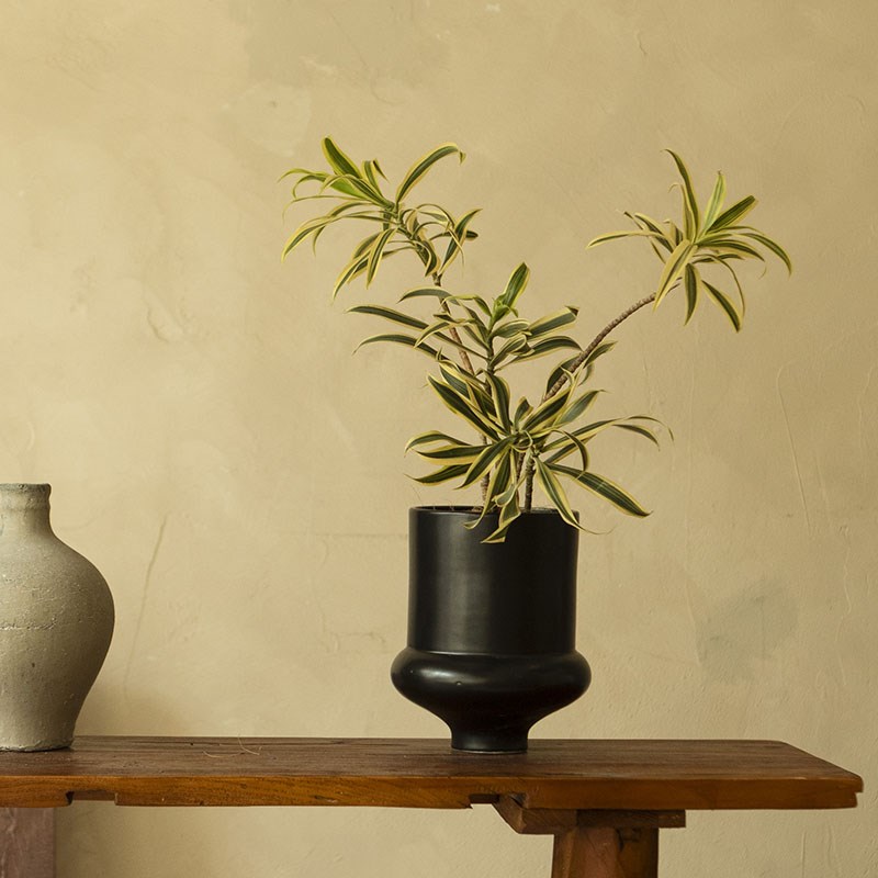 诗与自然金边百合竹精致型绿植盆栽小众简约风植物苔藓球水培盆景