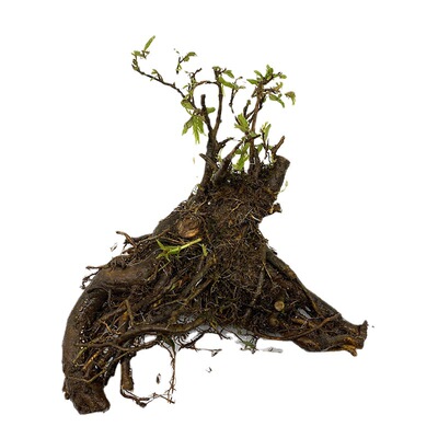 水杨梅野采树桩鱼缸水景缸水陆缸造景水培土培水族装饰生桩