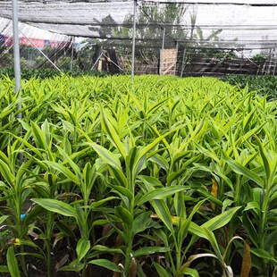 大叶富贵竹金边 有带老根可水养土培 好养易活办公桌面绿植物盆栽